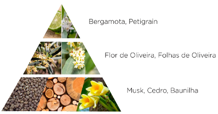 notas olivo in fiore